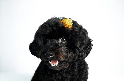 Xbox Q2收入下滑7% 硬件销量暴跌29%